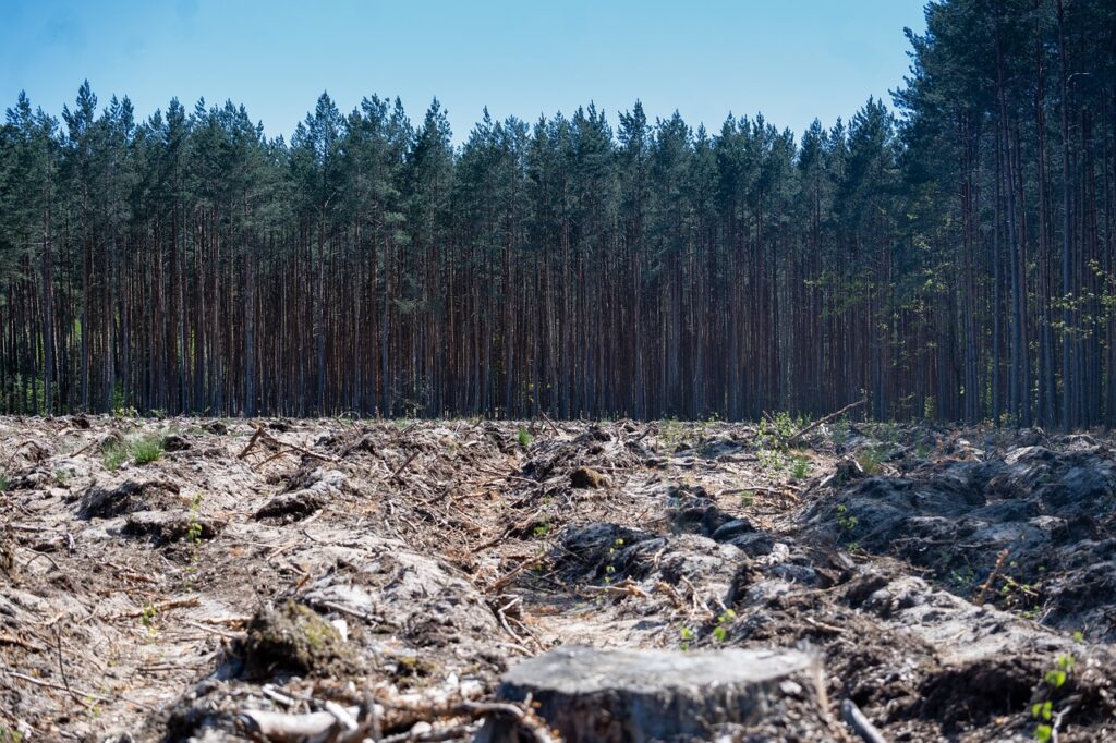 Deforestazione
