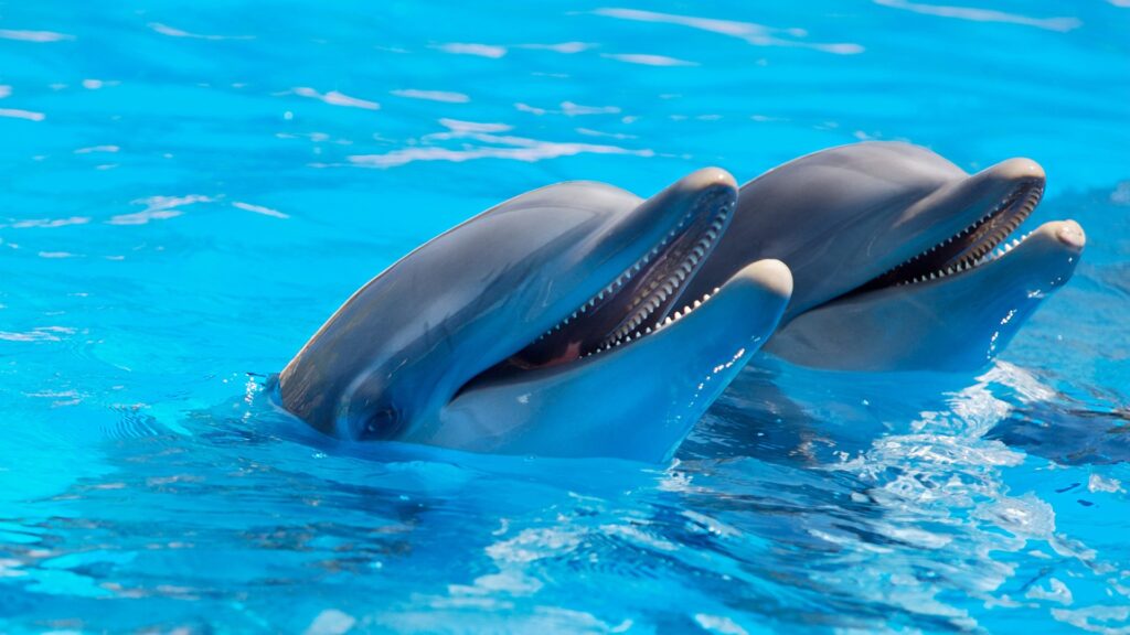 Delfini