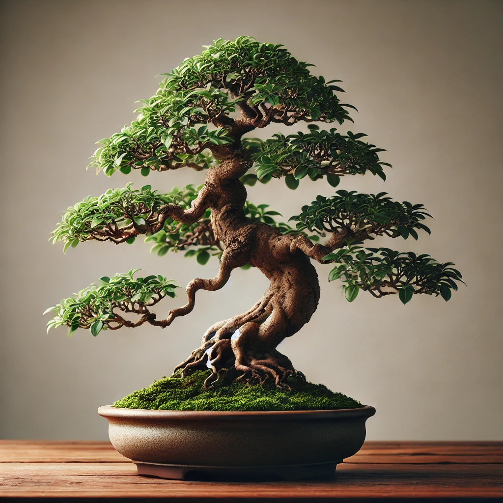 Come si coltiva un bonsai