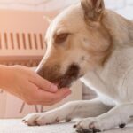 Gastrite nel Cane