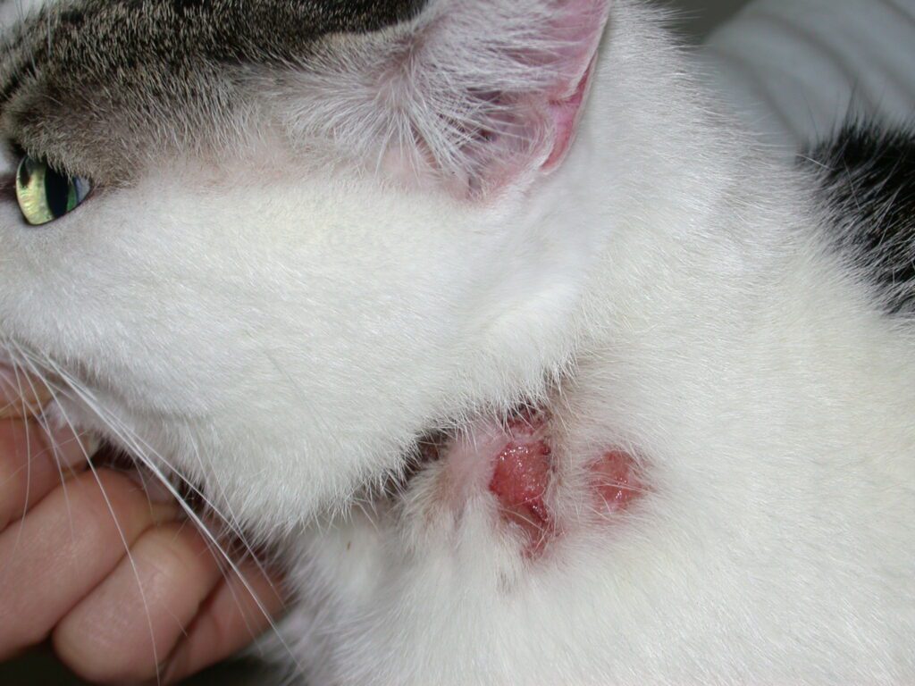 Lesioni della pelle del gatto