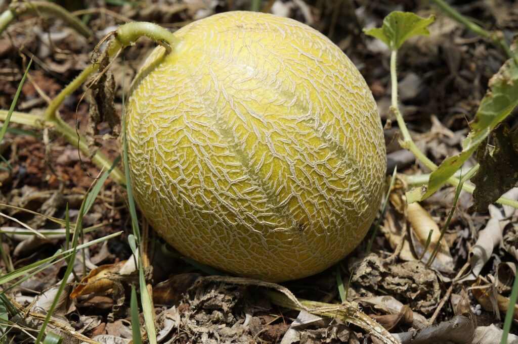 Come si coltiva il melone: guida pratica e consigli utili