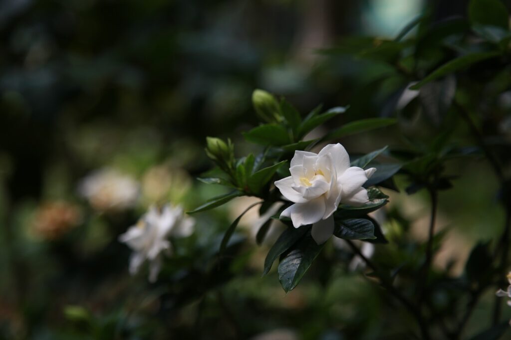Come si coltiva la gardenia: consigli pratici e suggerimenti