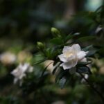 Come si coltiva la gardenia: consigli pratici e suggerimenti