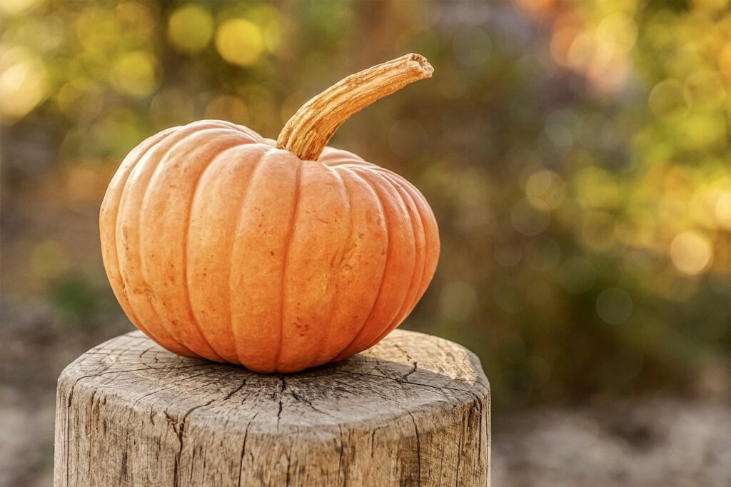 Come si coltiva la zucca: guida completa e consigli pratici