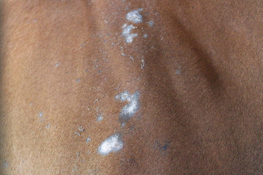 Dermatite Estiva del Cavallo: Cause, Sintomi e Trattamenti
