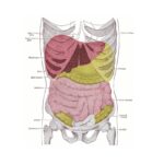 Malattia epatica: cause, sintomi e trattamenti