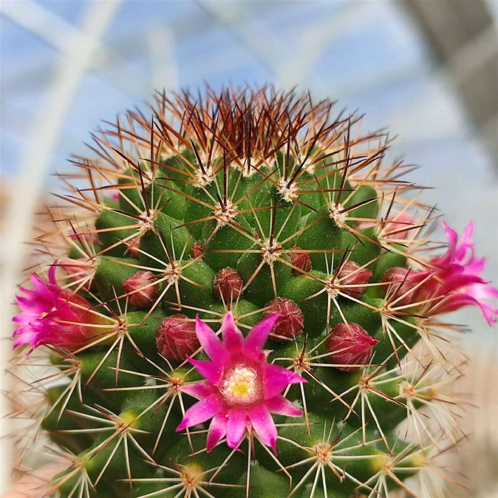 La Mammillaria