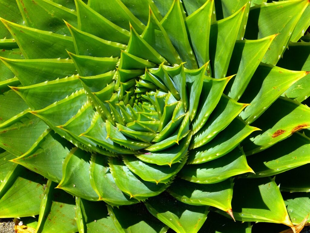 Il numero aureo: la matematica nascosta nella natura