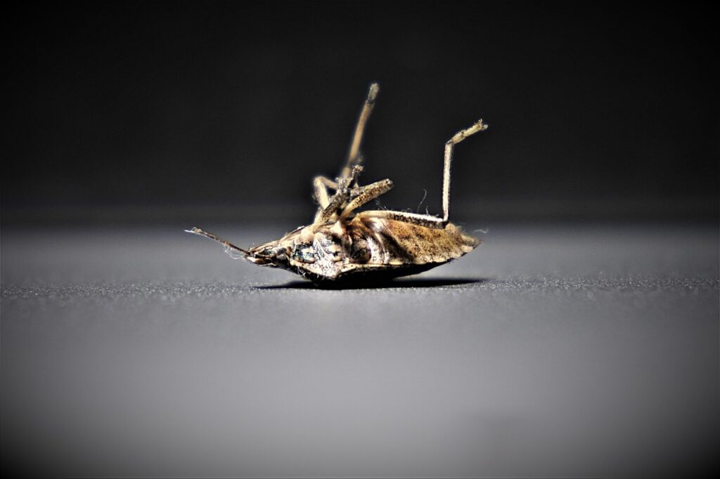 Rimedi contro cimici: come difendersi in modo efficace e naturale