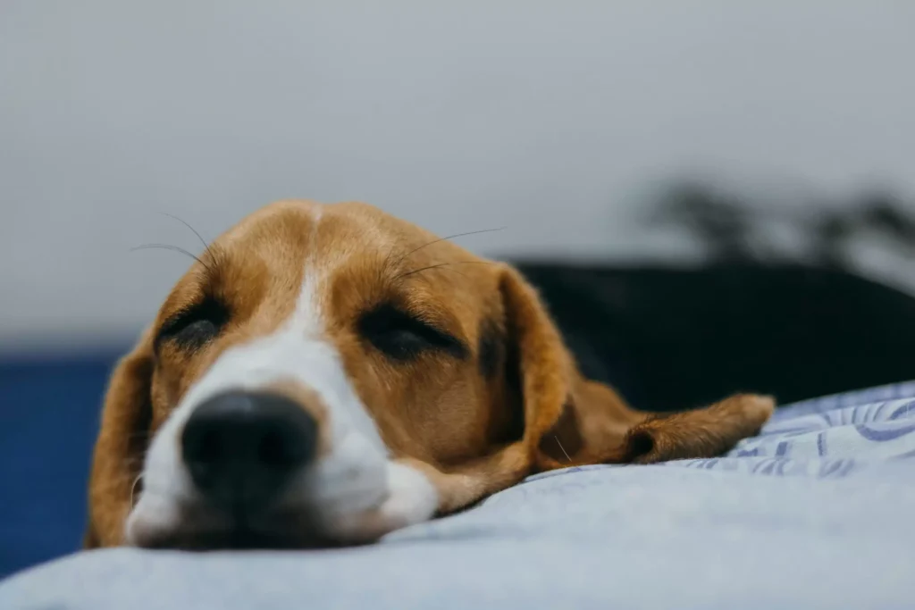 Avvelenamento nel Cane: Convulsioni e Cosa Fare
