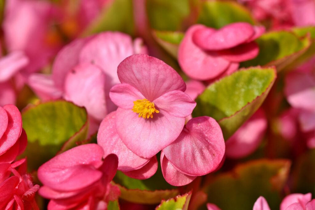 Come Coltivare la Begonia: Guida Completa