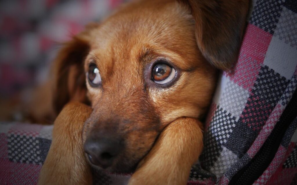Malattie Mentali del Cane: Comprendere i Disturbi Comportamentali