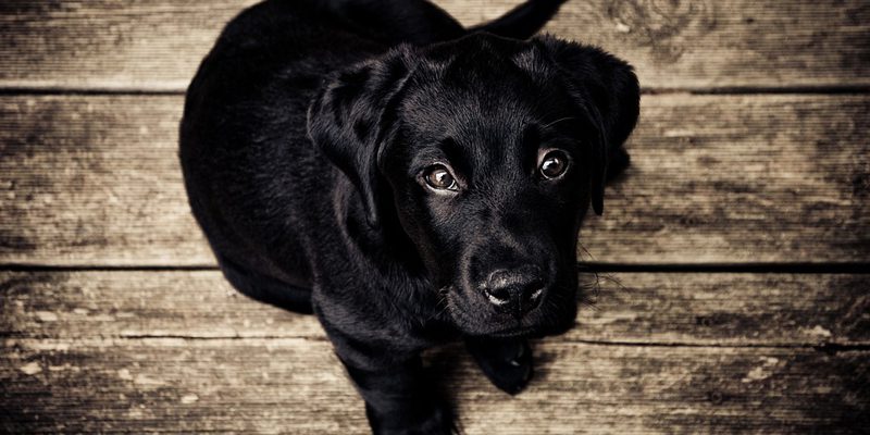Tremori nel Cane: Cause, Sintomi e Come Gestirli