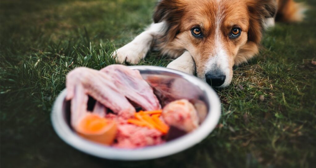 Dieta per Cani con Problemi Renali: Cibi da Preferire e da Evitare