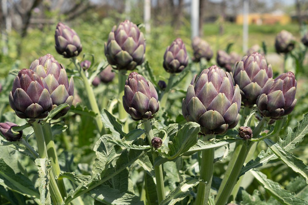 Come Si Coltivano i Carciofi: Guida Pratica
