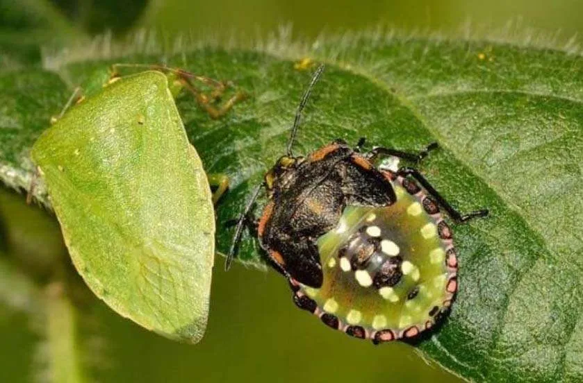 Trattamenti Naturali per Eliminare le Cimici: Metodi Efficaci e Sicuri