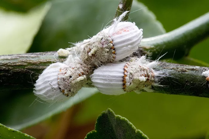 Rimedi Contro la Cocciniglia: Combattere Questo Parassita delle Piante