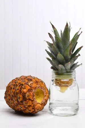 Come Coltivare Ananas: Guida Pratica