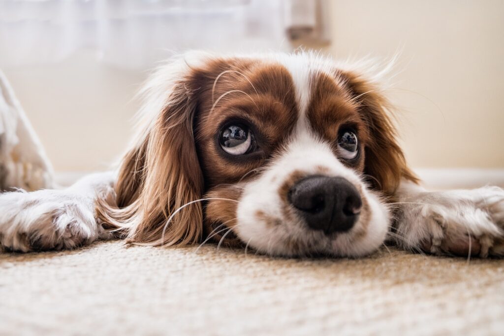 Problemi al Cuore del Cane: Sintomi, Cause e Trattamenti