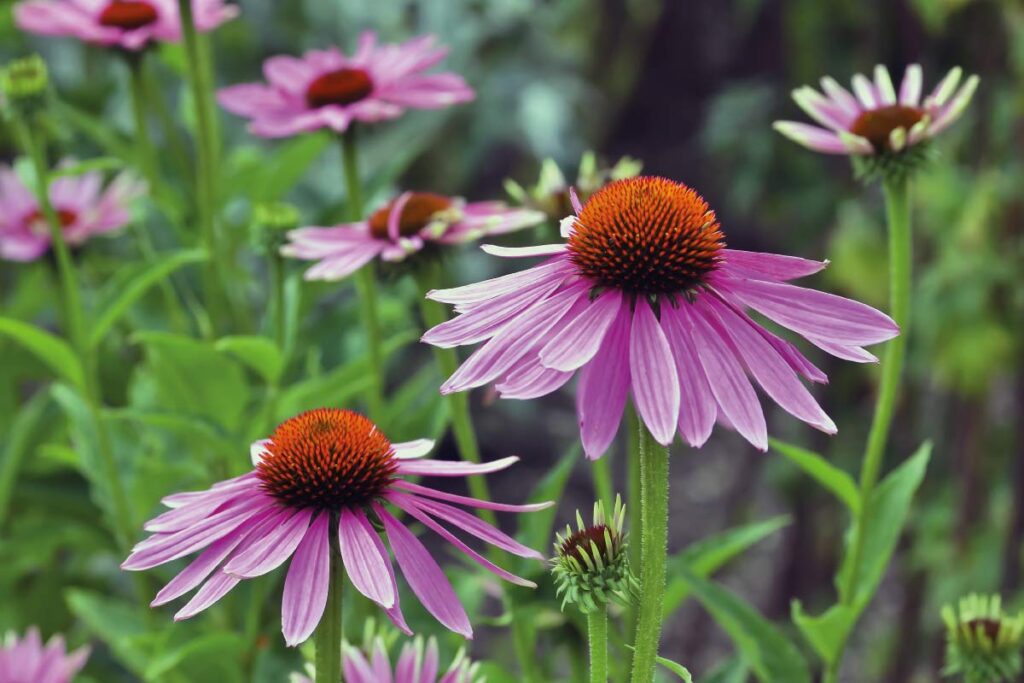 Come Coltivare l'Echinacea: Guida Completa 