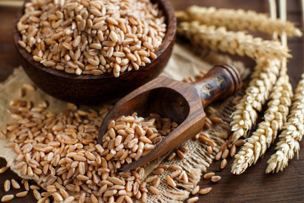 Come Coltivare il Farro