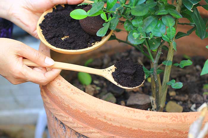 Utilizzare i fondi del caffè nelle piante: una guida pratica