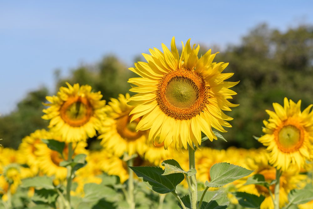 Come Coltivare Girasoli: Guida Completa per una Fioritura Splendida