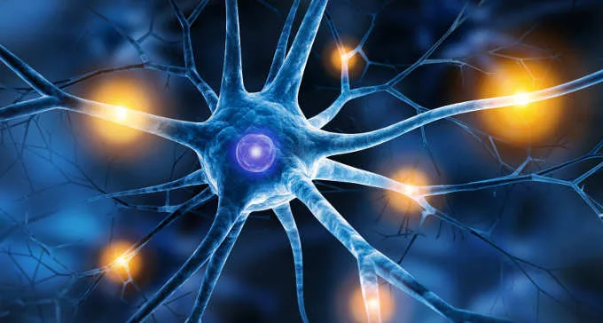 Neuroni Colinergici: Funzioni, Ruolo dell'Acetilcolina e Implicazioni per la Salute