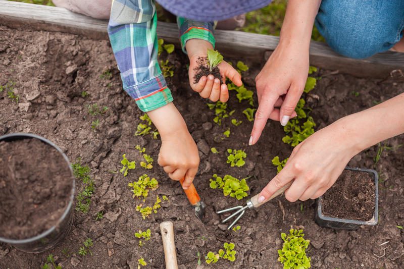 Trattamenti naturali per l'orto: Come prendersi cura delle piante in modo ecologico