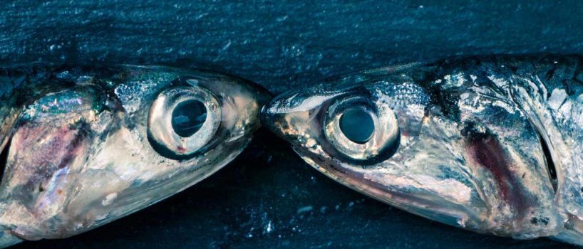 Pesce Azzurro a Basso Costo: Tipologie, Benefici e Come Cucinare