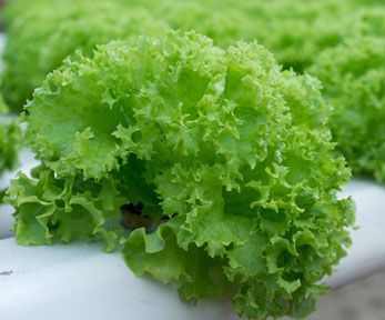 Scarola Riccia: Benefici per la Salute e Proprietà Nutrizionali