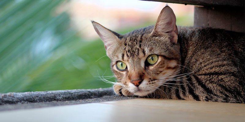 Sintomi di Stress nel Gatto: Come Riconoscerli e Cosa Fare