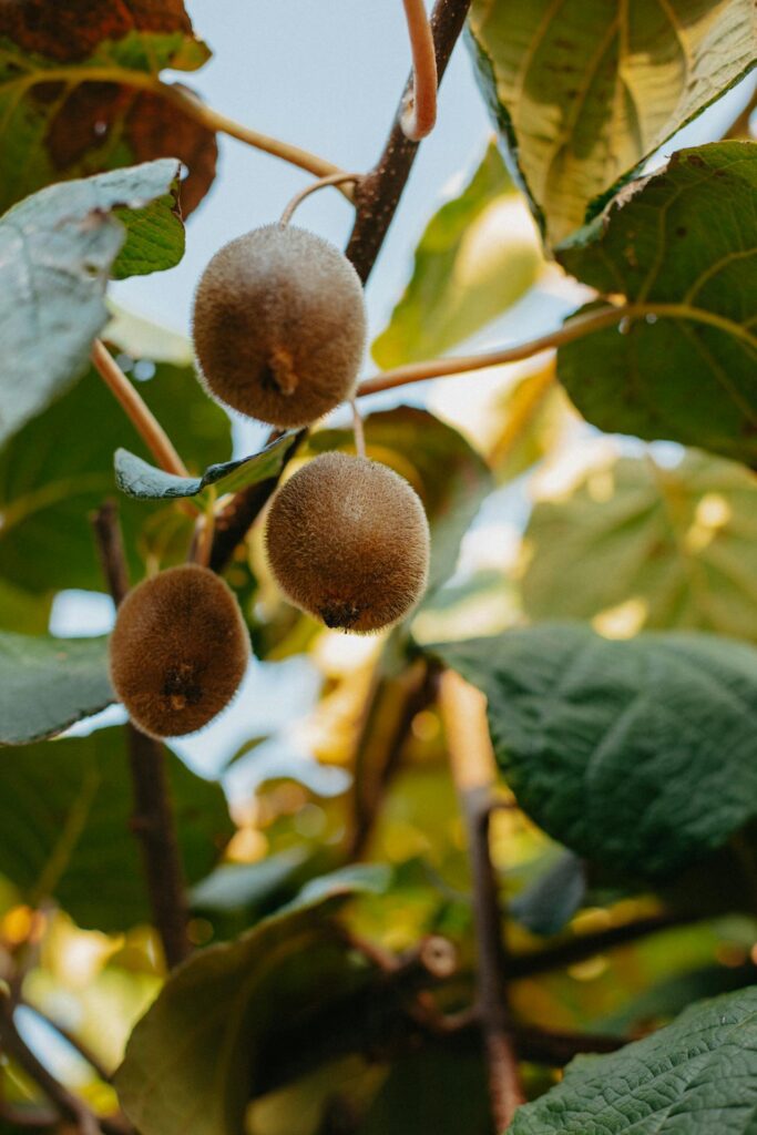 Actinidia: il frutto del benessere e la sua coltivazione
