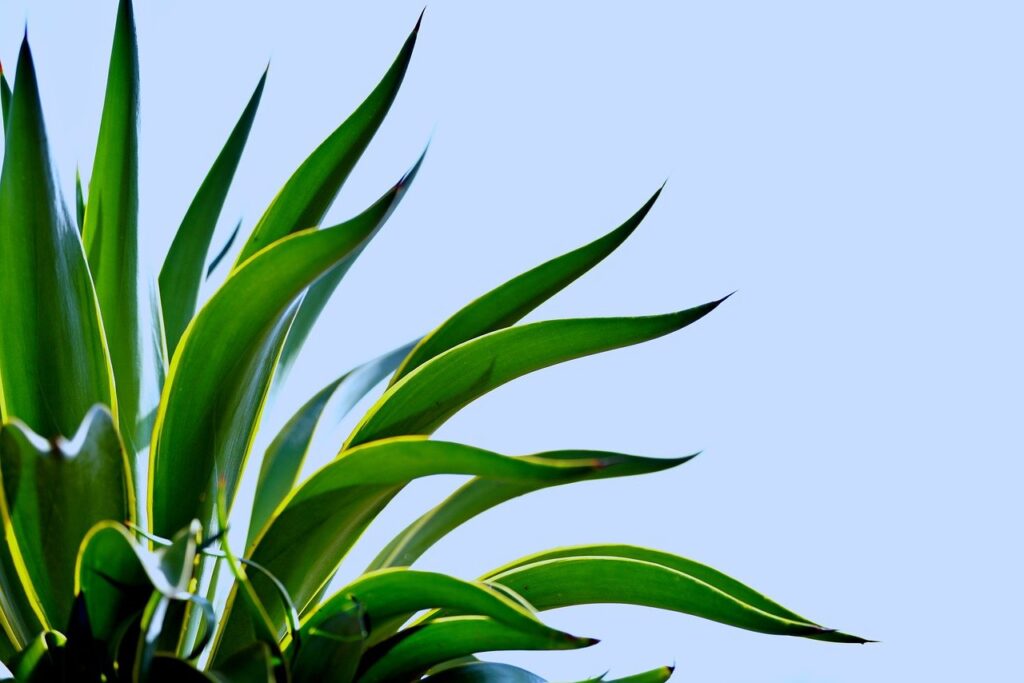 Agave: benefici per la salute, usi e curiosità