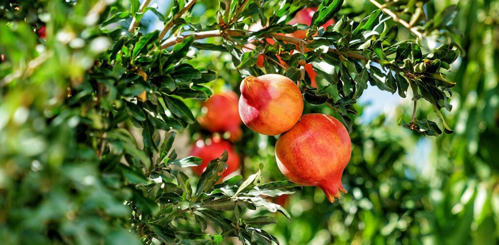 Albero di melograno: caratteristiche, coltivazione e cura