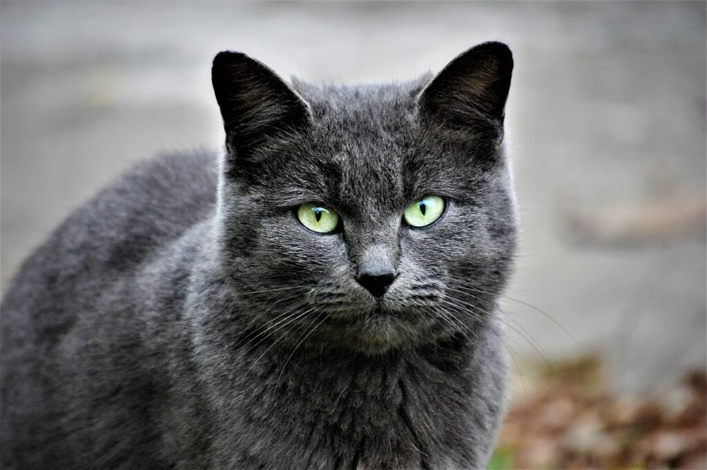 Alimentazione del gatto: linee guida per una dieta sana e bilanciata