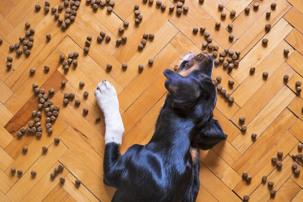 Alimenti che fanno male al cane: cosa evitare