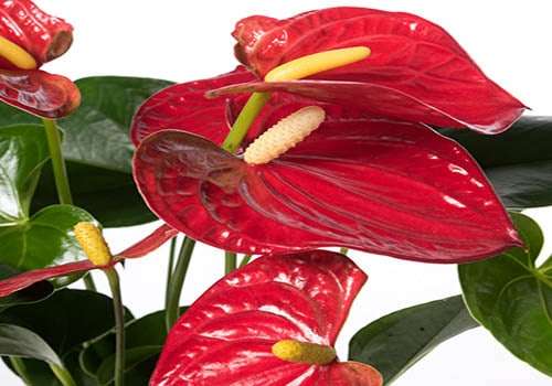 Anthurium: Cura, Coltivazione e Curiosità