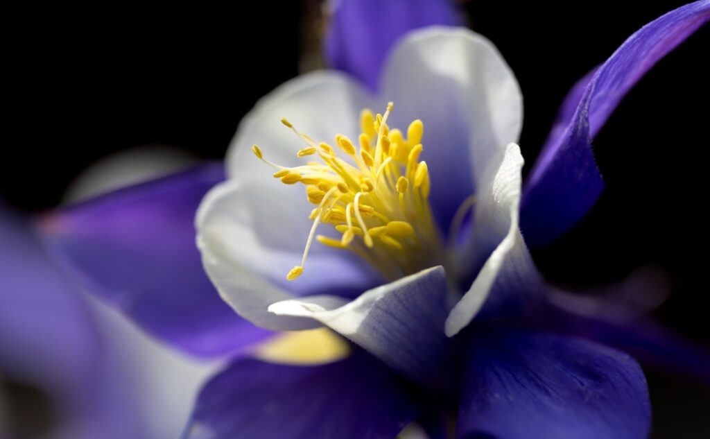 Aquilegia: caratteristiche, coltivazione e curiosità