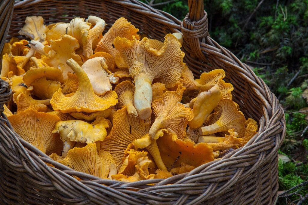 Avvelenamento da funghi: cosa sapere e come prevenirlo