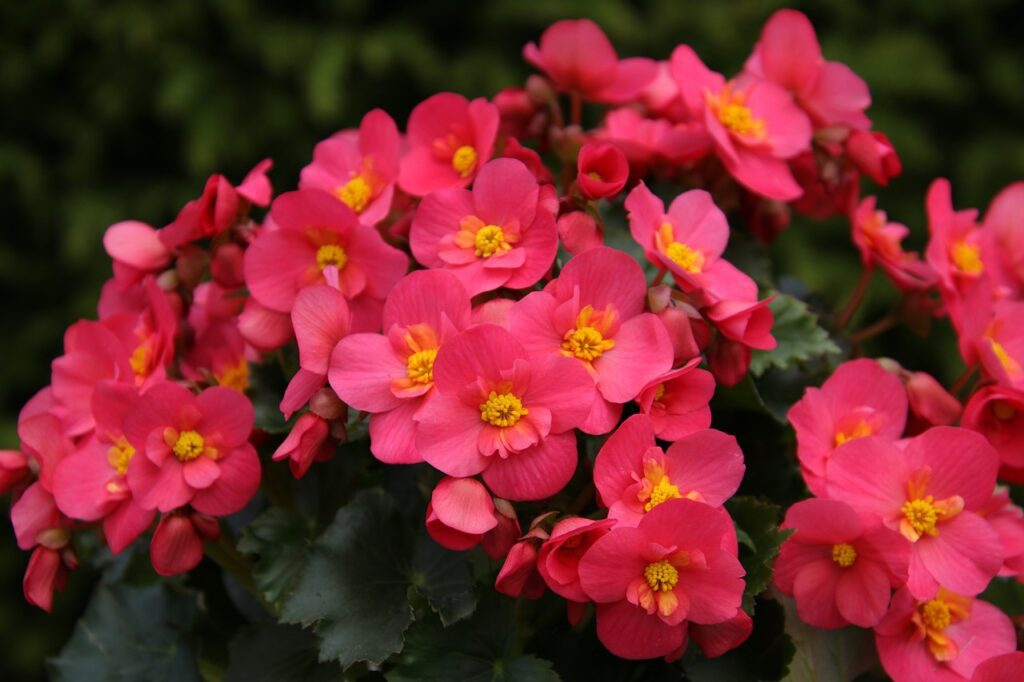 Begonia: guida alla cura, significato e curiosità