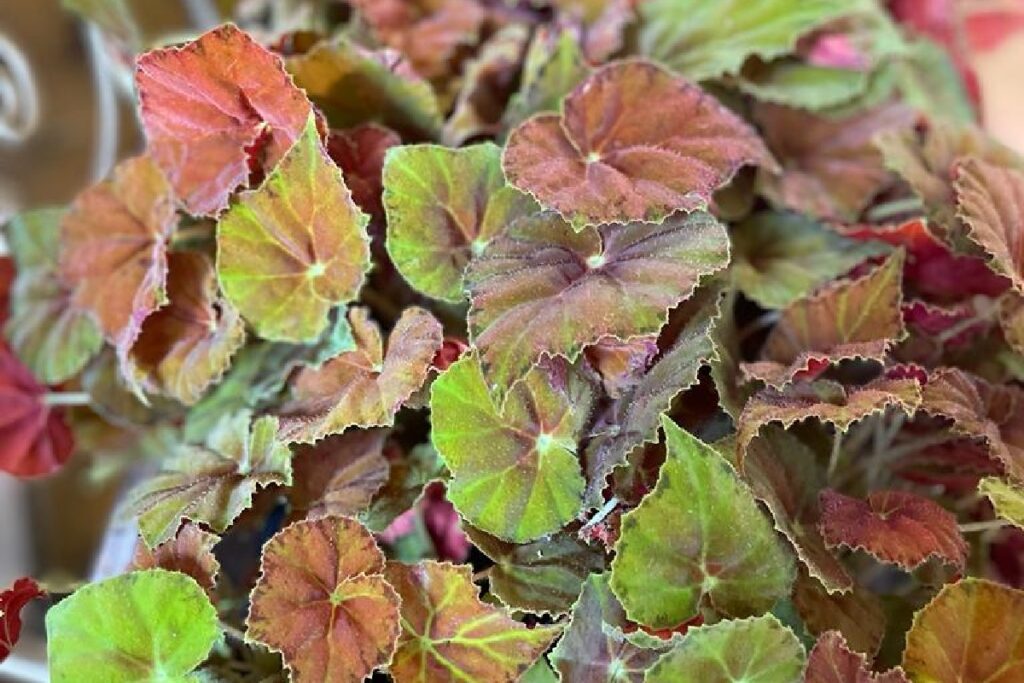 Begonia Rex: Guida Completa alla Cura e Coltivazione