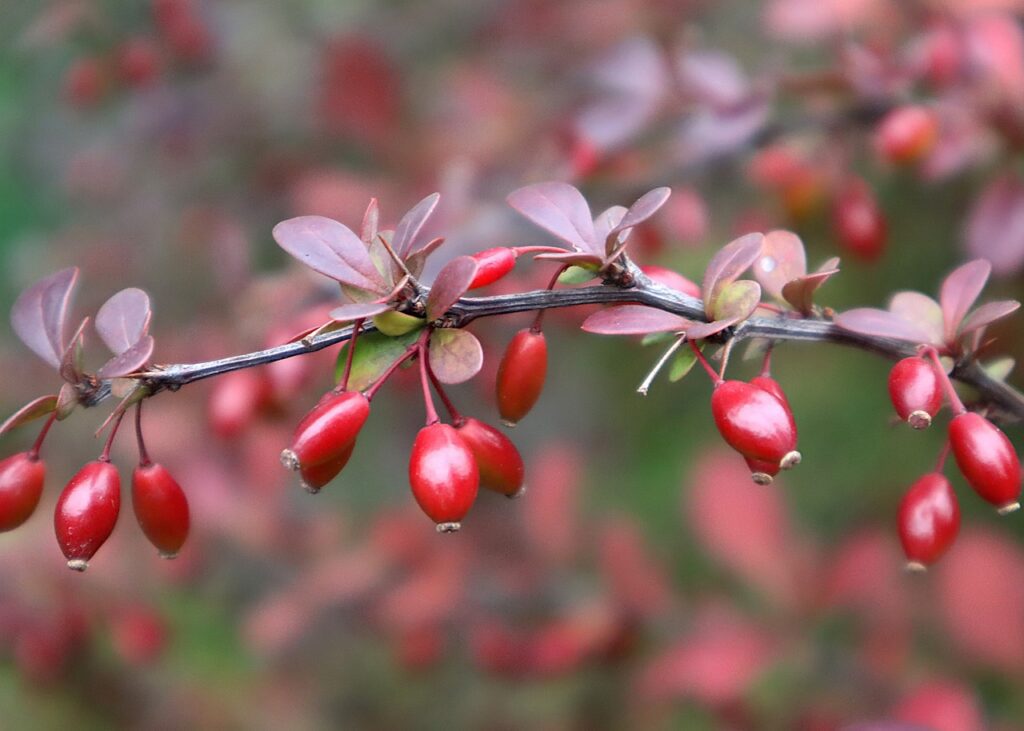 Berberis: caratteristiche, proprietà e coltivazione