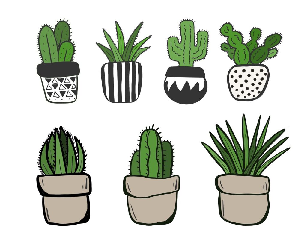 Cactus: un viaggio tra fascino e praticità