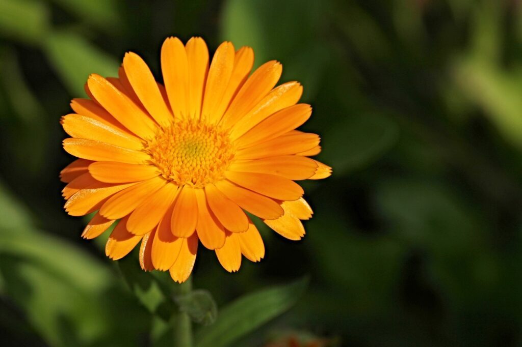 Calendula: proprietà, usi e coltivazione