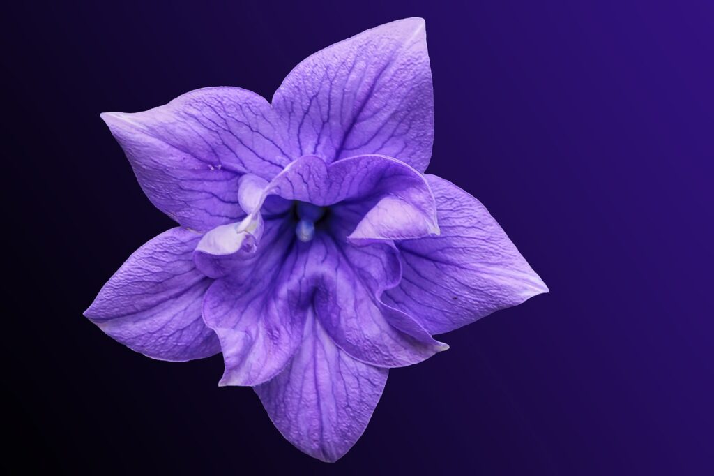 Campanula: la grazia dei fiori a campana