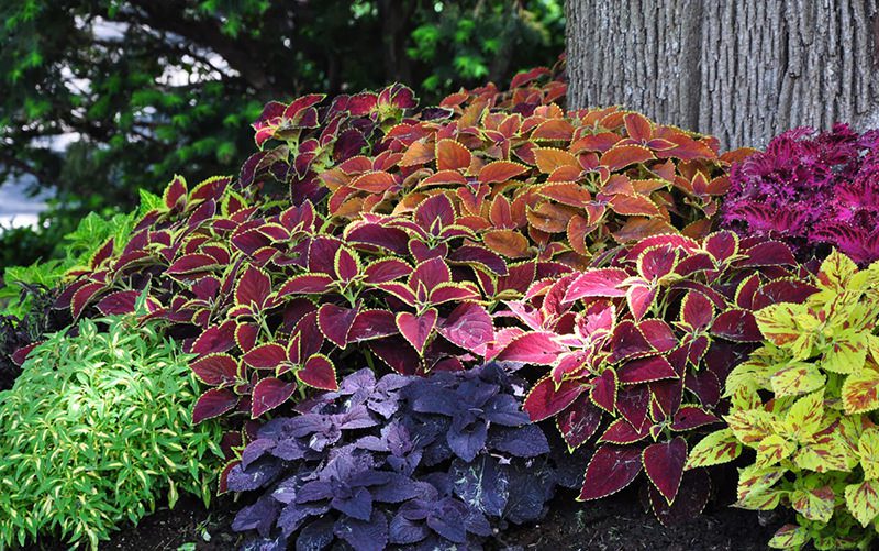 Coleus: Cura, Coltivazione e Caratteristiche