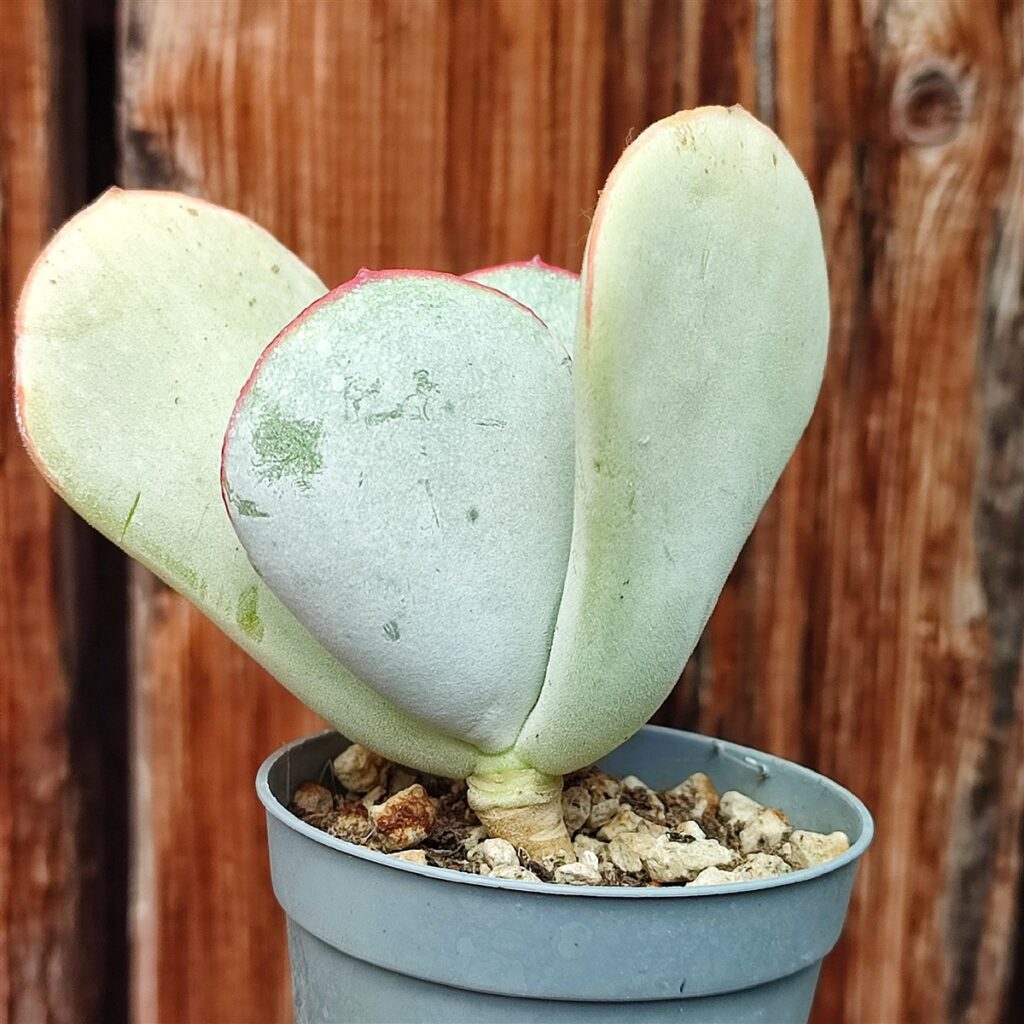 Cotyledon: Guida Completa alla Cura e Coltivazione