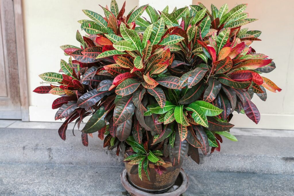 Croton: Cura, Coltivazione e Caratteristiche